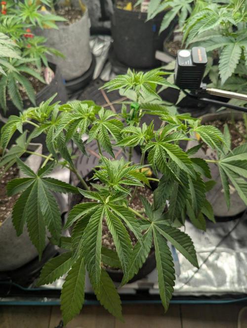 Zorroz v2 - Nine Weeks Harvest. Week 5