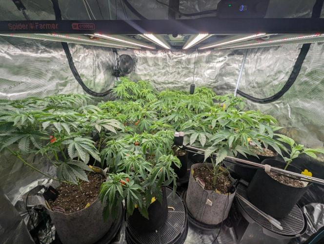 Zorroz v2 - Nine Weeks Harvest. Week 5