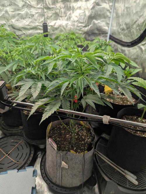 New Money - Compound Genetics. Week 5
