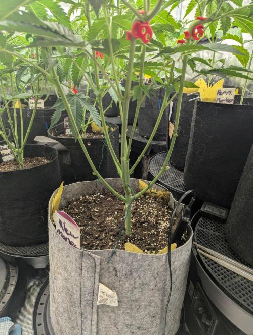 New Money - Compound Genetics. Week 5