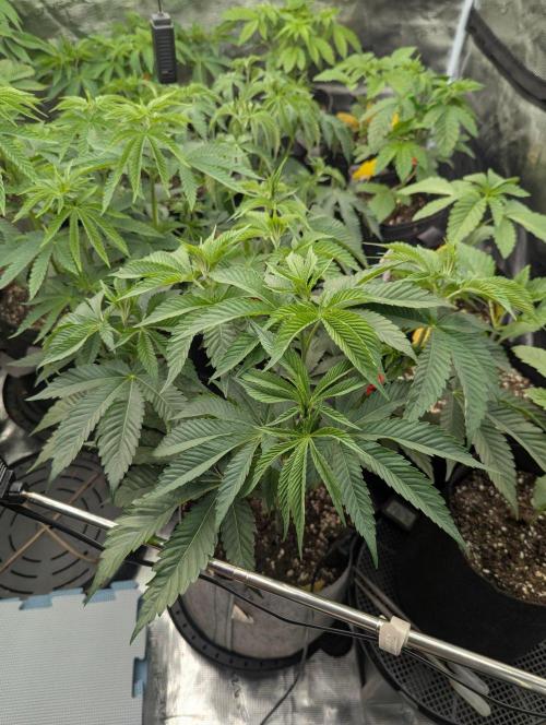New Money - Compound Genetics. Week 5