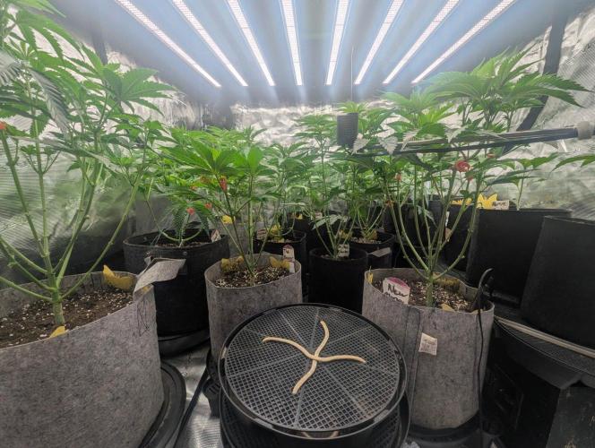 New Money - Compound Genetics. Week 5