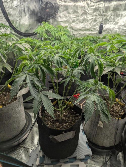Black Beretta - Cipher Genetics. Week 5