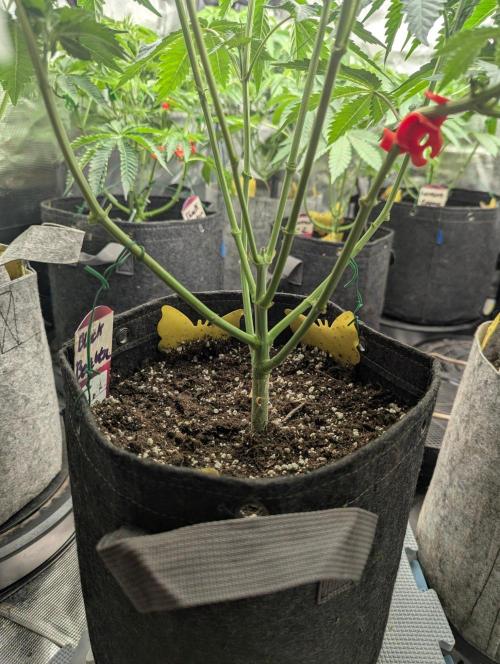 Black Beretta - Cipher Genetics. Week 5