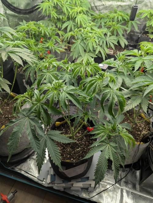 Black Beretta - Cipher Genetics. Week 5