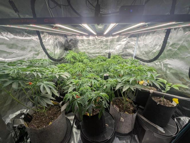 Black Beretta - Cipher Genetics. Week 5