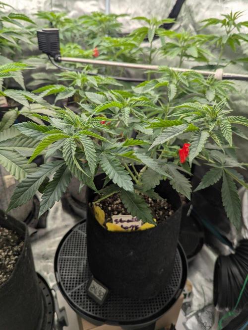 Studio Cherry - Wizard Trees. Week 5
