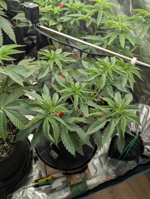 Studio Cherry - Wizard Trees. Week 5