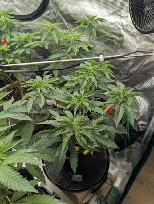 Studio Cherry - Wizard Trees. Week 5
