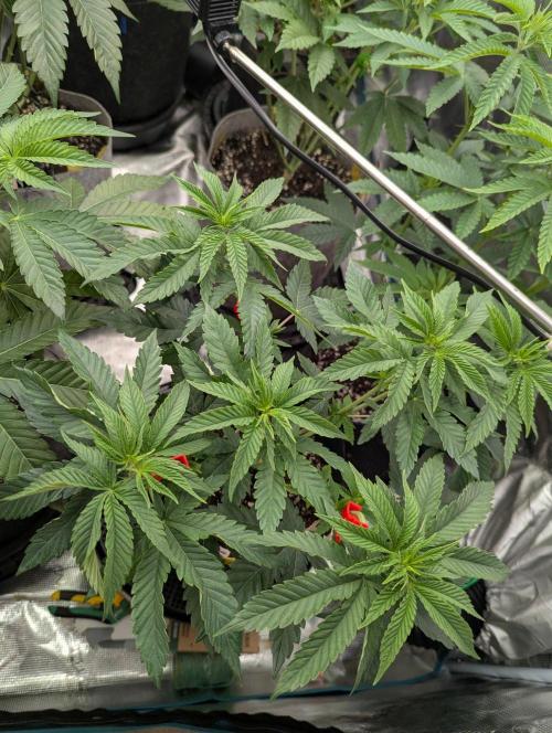 Studio Cherry - Wizard Trees. Week 5