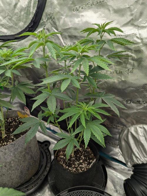 Shake Back - Compound Genetics. Week 5