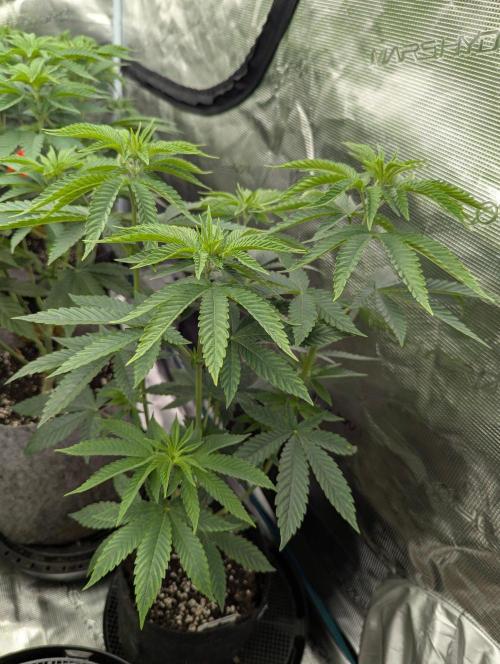 Shake Back - Compound Genetics. Week 5