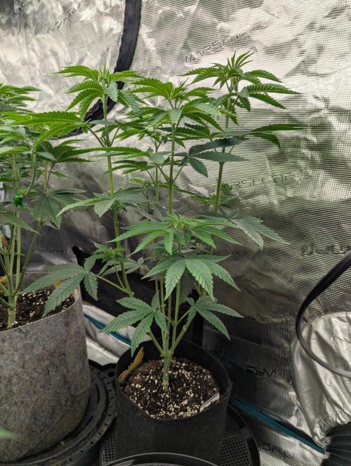 Shake Back - Compound Genetics. Week 5