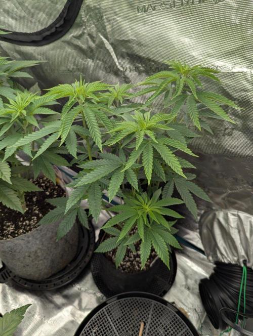 Shake Back - Compound Genetics. Week 5