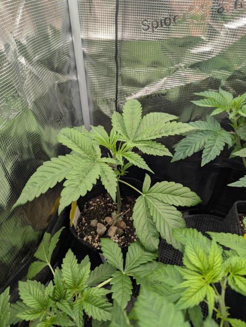 Bubblegum Gelato - Barney's Farm. Week 3