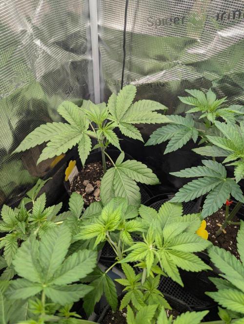 Bubblegum Gelato - Barney's Farm. Week 3