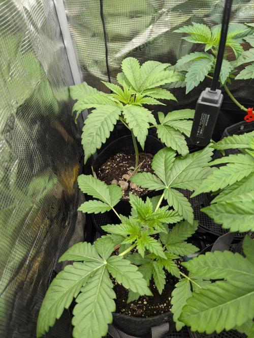 Bubblegum Gelato - Barney's Farm. Week 3