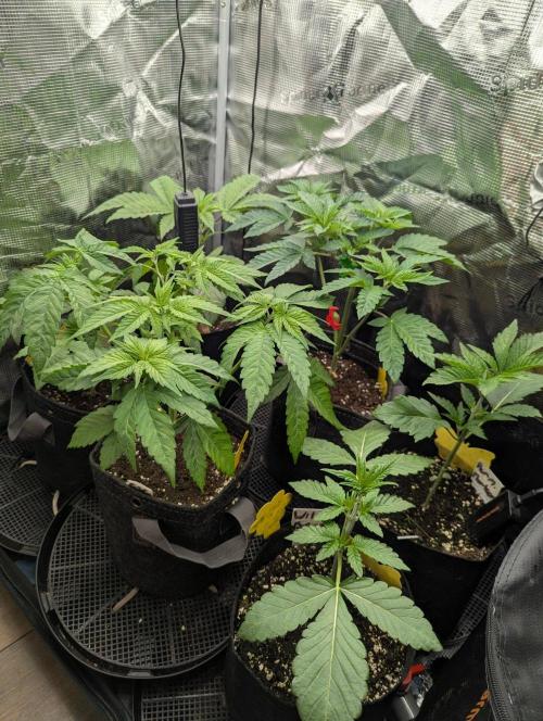 Bubblegum Gelato - Barney's Farm. Week 3