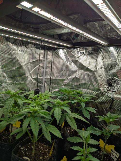 Bubblegum Gelato - Barney's Farm. Week 3