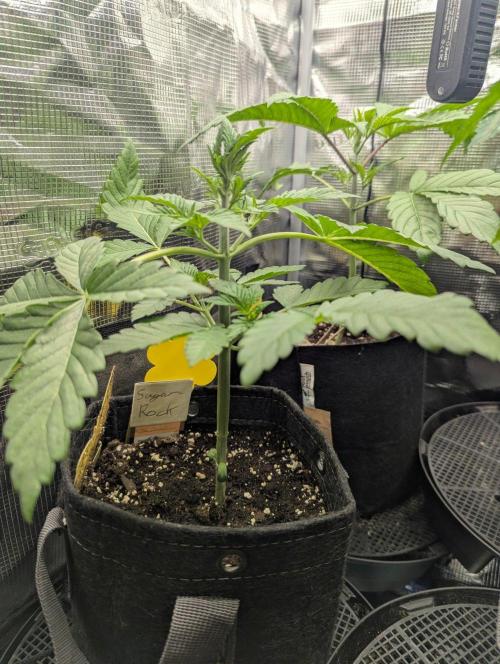 Sugar Rock - Silent Seeds. Week 3
