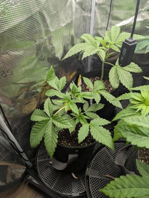 Sugar Rock - Silent Seeds. Week 3