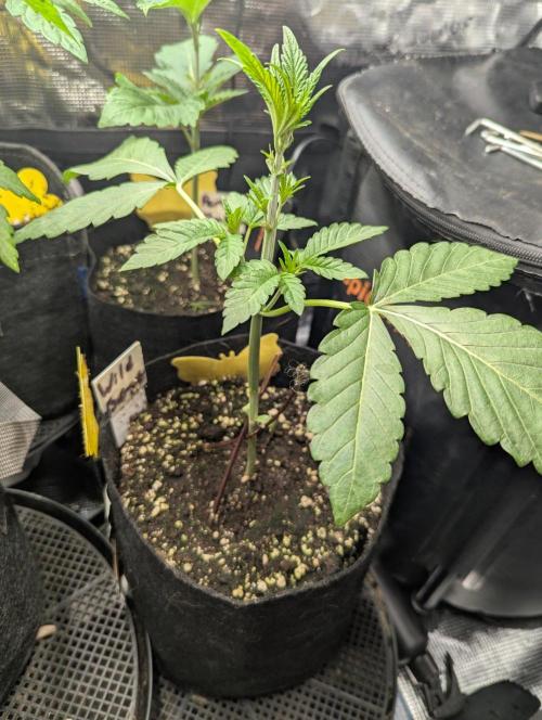 Wild Burst - Seed Junky. Week 3