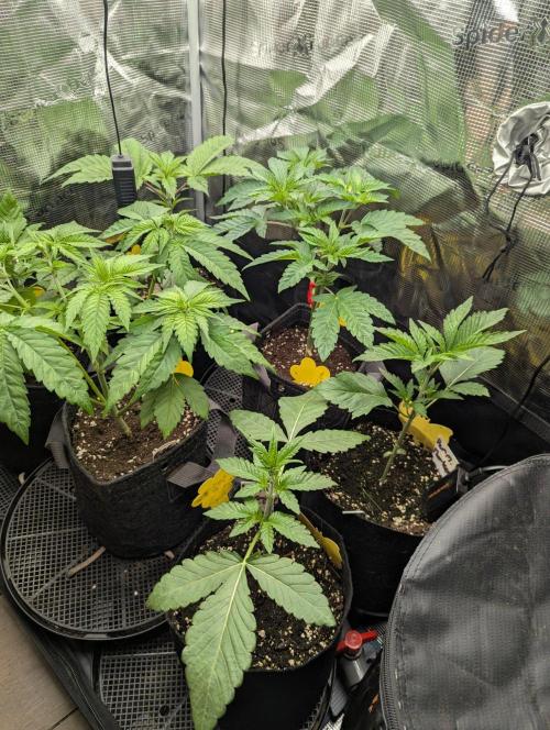 Wild Burst - Seed Junky. Week 3