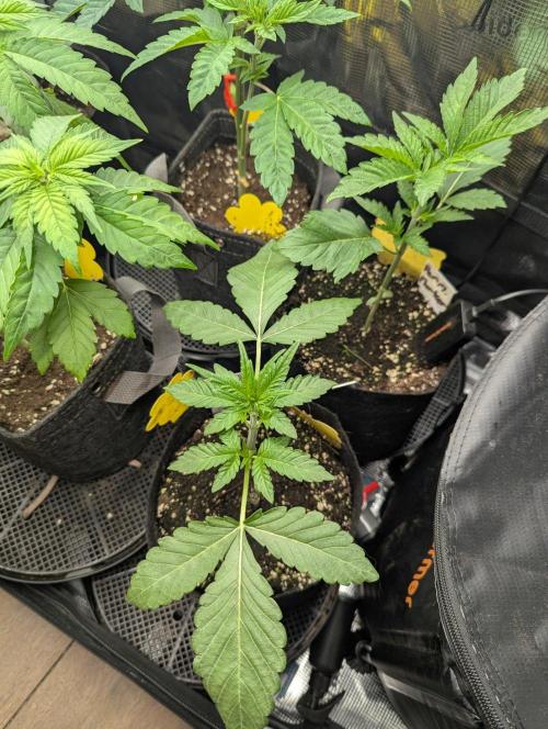 Wild Burst - Seed Junky. Week 3