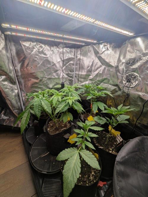 Permanent Marker - Seed Junky. Week 3