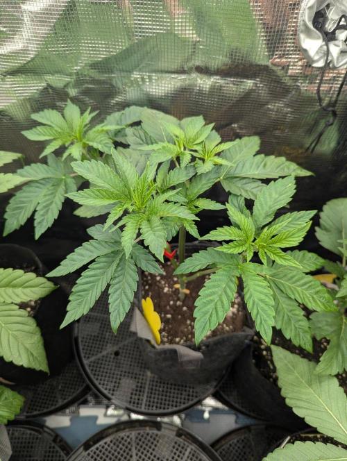 Privileged Baddie - Anesia Seeds. Week 4