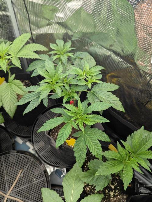Privileged Baddie - Anesia Seeds. Week 4
