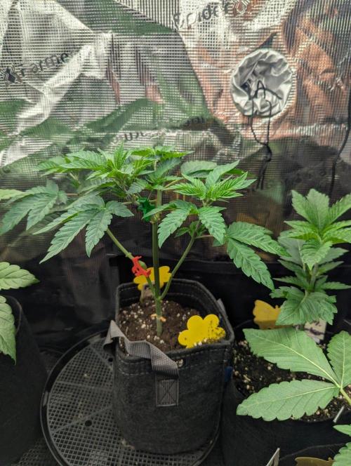 Privileged Baddie - Anesia Seeds. Week 4