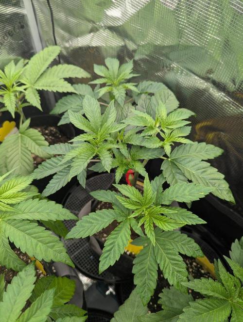 Privileged Baddie - Anesia Seeds. Week 4