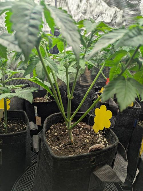 Girl Scout Cookies - Kannabia. Week 4