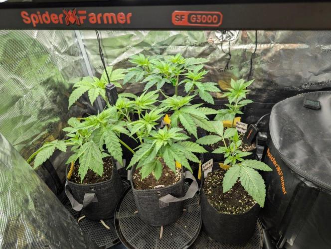 Girl Scout Cookies - Kannabia. Week 4