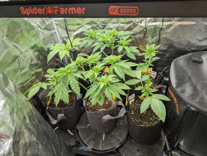 Girl Scout Cookies - Kannabia. Week 4