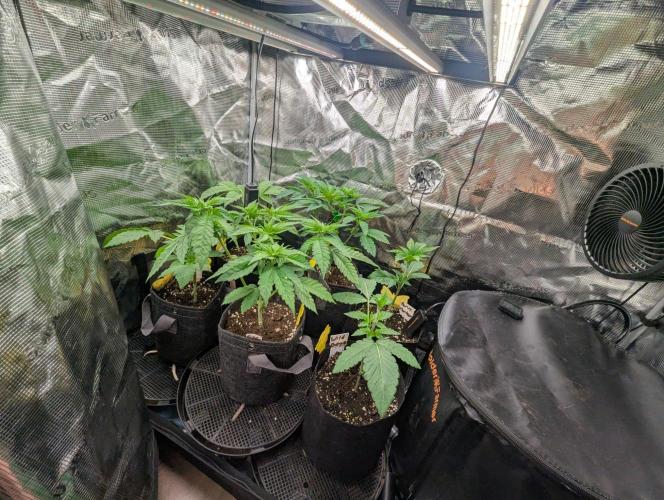 Girl Scout Cookies - Kannabia. Week 4