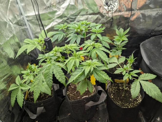 Girl Scout Cookies - Kannabia. Week 4