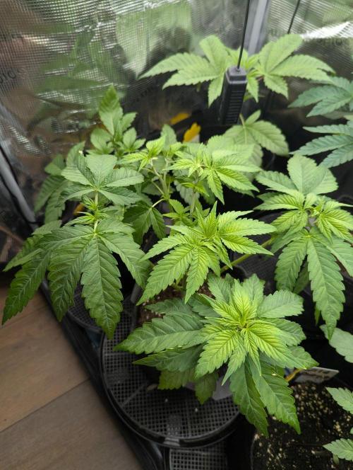 Girl Scout Cookies - Kannabia. Week 4