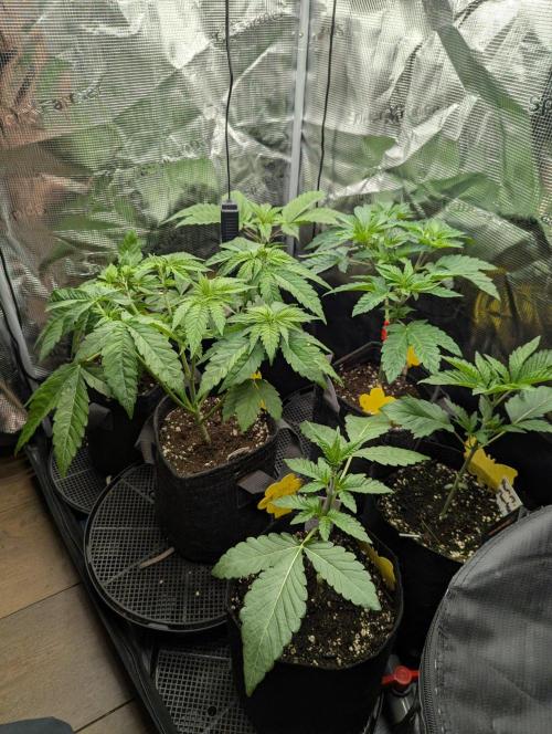 Girl Scout Cookies - Kannabia. Week 4
