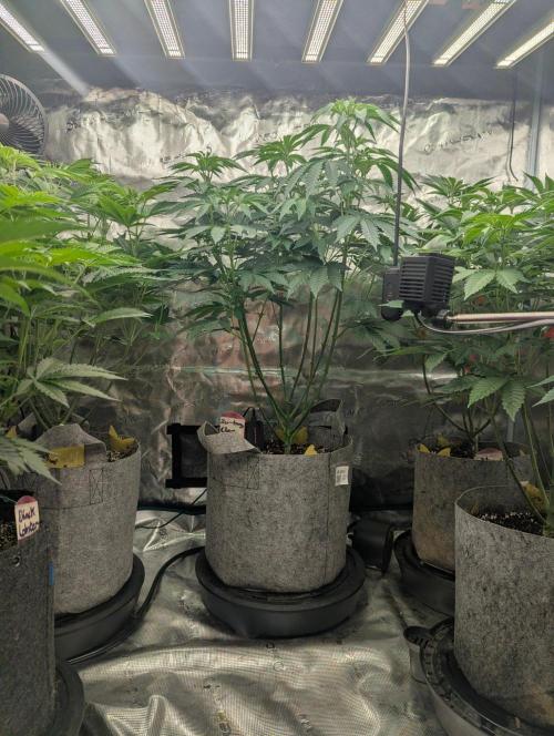 Zu-Tang Clan - N.Y.Ceeds. Week 6