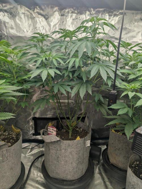 Zu-Tang Clan - N.Y.Ceeds. Week 6