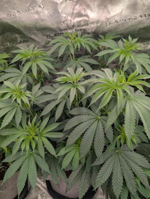 Zu-Tang Clan - N.Y.Ceeds. Week 6
