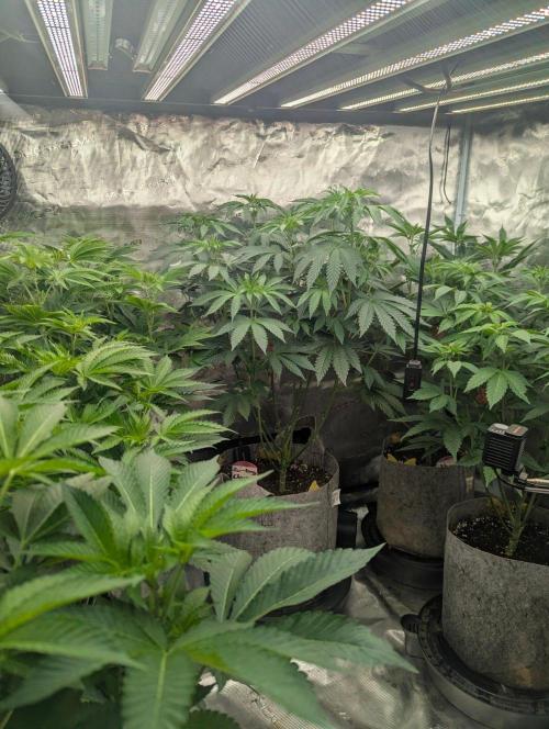 Zu-Tang Clan - N.Y.Ceeds. Week 6