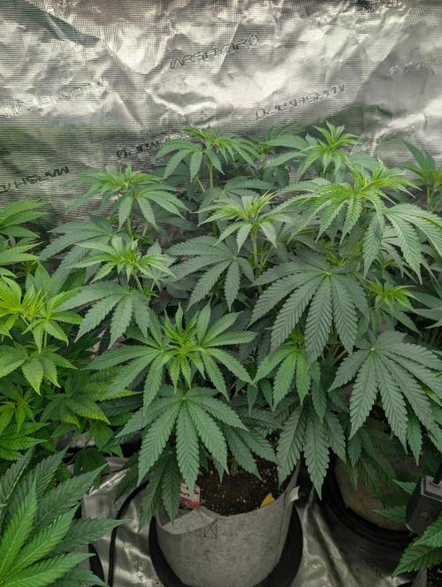 Zu-Tang Clan - N.Y.Ceeds. Week 6