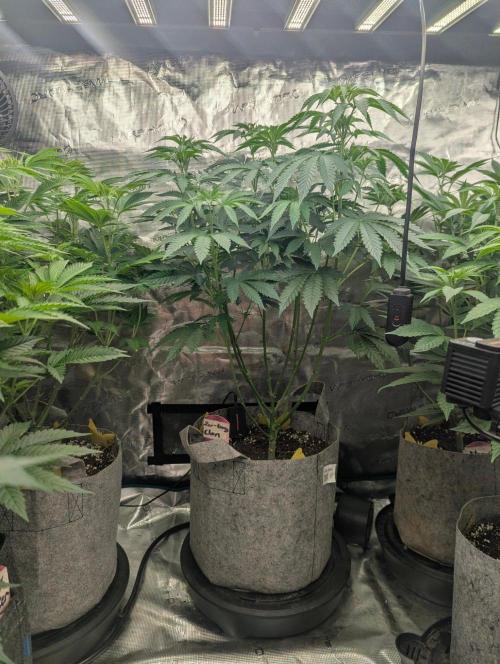 Zu-Tang Clan - N.Y.Ceeds. Week 6