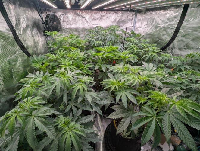 Zu-Tang Clan - N.Y.Ceeds. Week 6