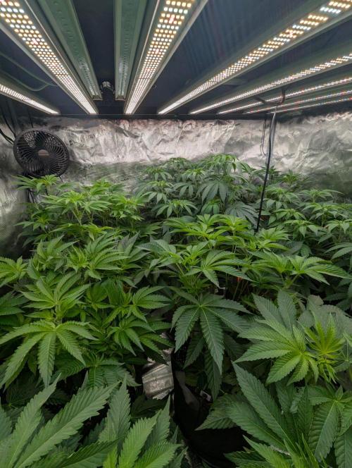 Zu-Tang Clan - N.Y.Ceeds. Week 6