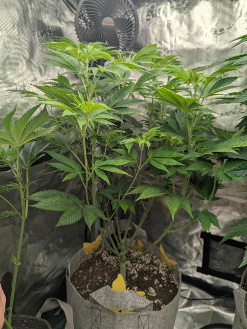 Big Z - Wizard Trees. Week 6