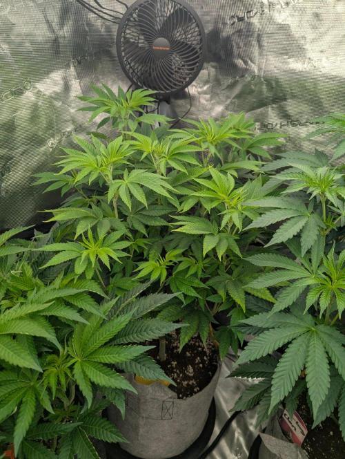 Big Z - Wizard Trees. Week 6